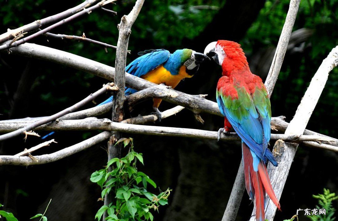 鹦鹉怎么表达喜欢你