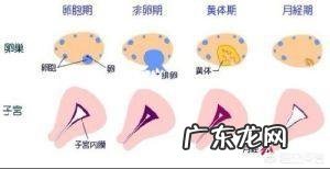 排卵期有褐色的分泌物排出,这正常吗?