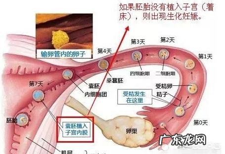 生化妊娠是怎么回事?还能怀孕吗?