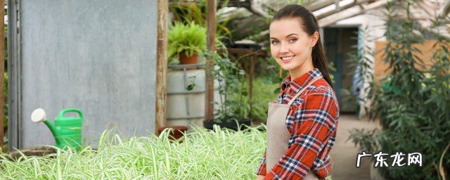 为什么说萤火虫是农作物的好朋友