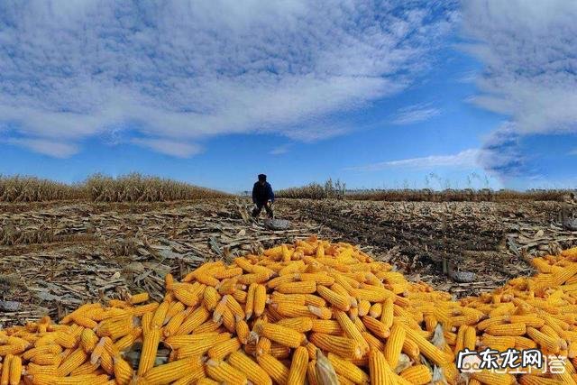 农村俗语“立秋不到秋，天凉白露后”是什么意思？立秋了还会很热吗？