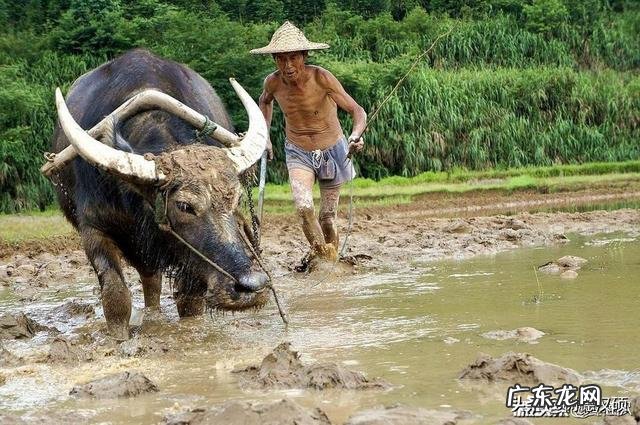 农村俗语“立秋不到秋，天凉白露后”是什么意思？立秋了还会很热吗？
