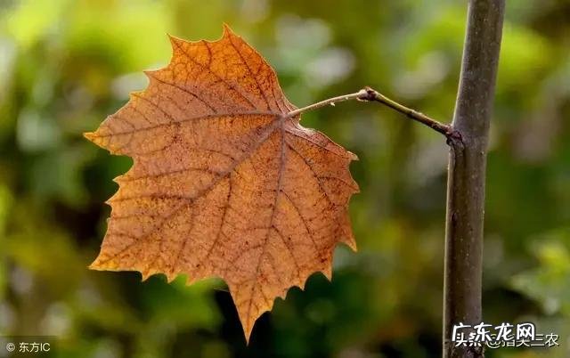 农村俗语“立秋不到秋，天凉白露后”是什么意思？立秋了还会很热吗？