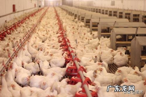 炖鸡汤的时候,怎么让炖出来的鸡肉不柴又很软烂呢?