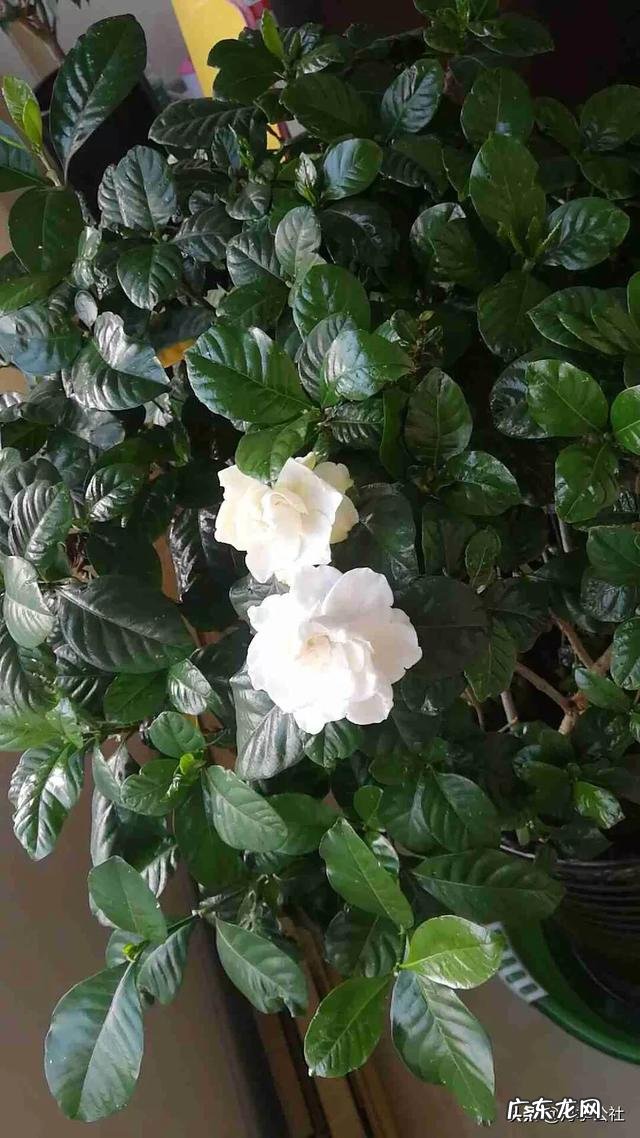 现在怎样养栀子花,来年开花多?