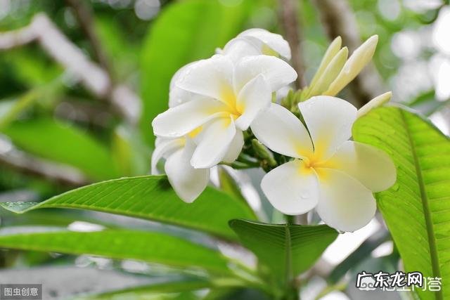 现在怎样养栀子花,来年开花多?