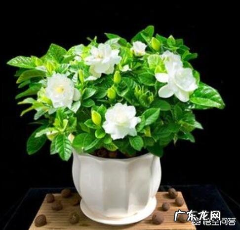 现在怎样养栀子花,来年开花多?