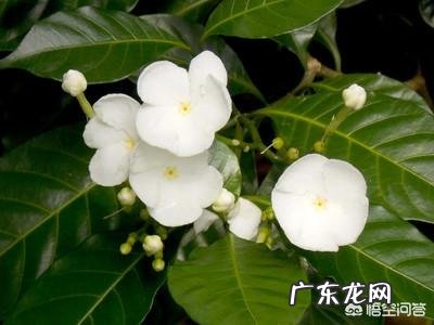 现在怎样养栀子花,来年开花多?