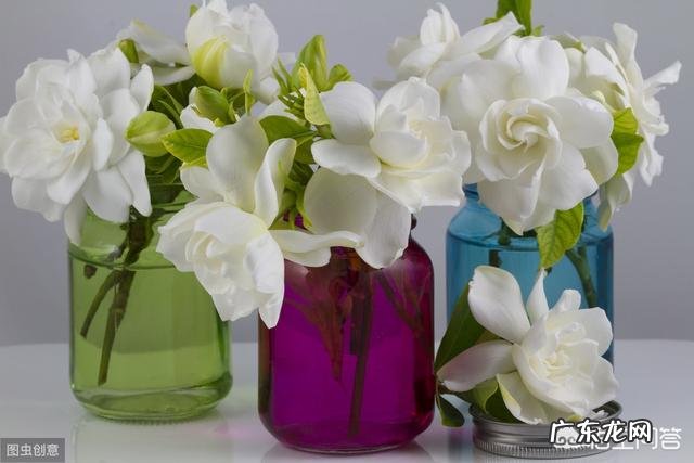 现在怎样养栀子花,来年开花多?