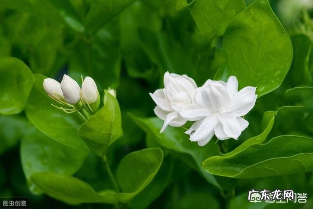 现在怎样养栀子花,来年开花多?