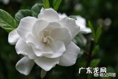 现在怎样养栀子花,来年开花多?