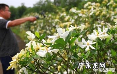 现在怎样养栀子花,来年开花多?
