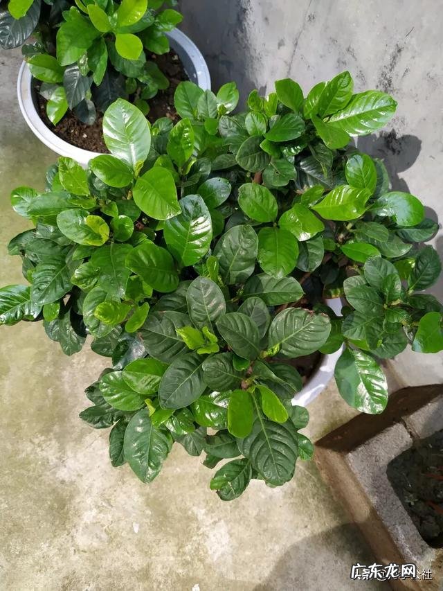 现在怎样养栀子花,来年开花多?