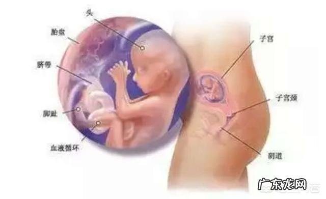 怀孕四个多月了，我想知道胎儿有多大了，这个怎么能看出来？