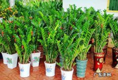 办公室放什么花最旺财