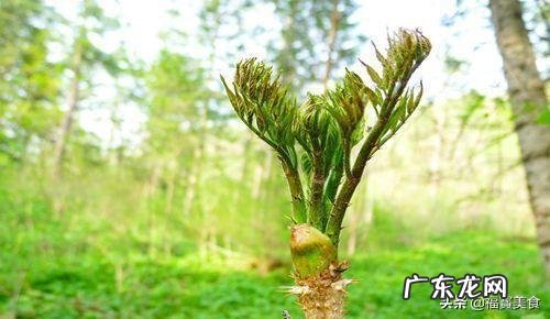 你家乡的野菜都怎么吃?