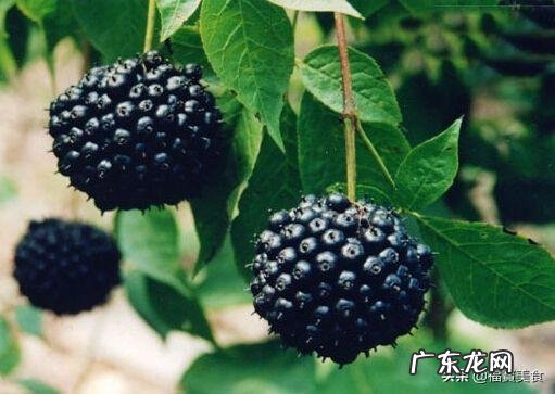 你家乡的野菜都怎么吃?