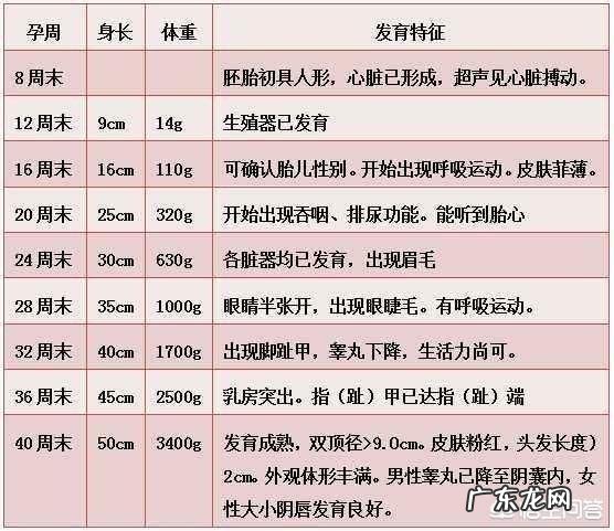 怀孕28周胎儿体重多少斤?