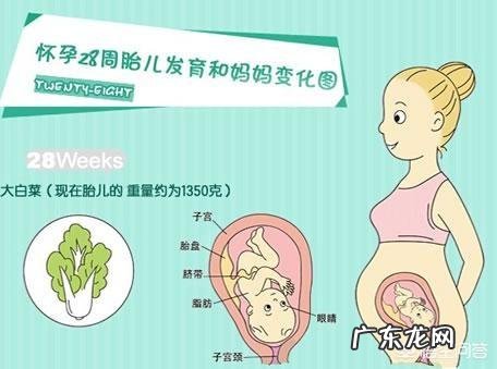 怀孕28周胎儿体重多少斤?