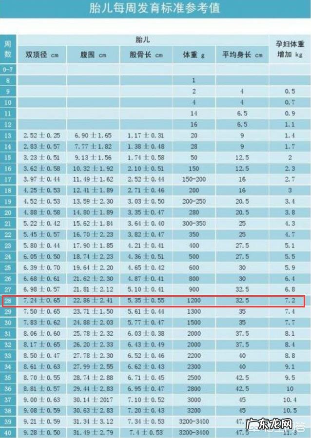 怀孕28周胎儿体重多少斤?