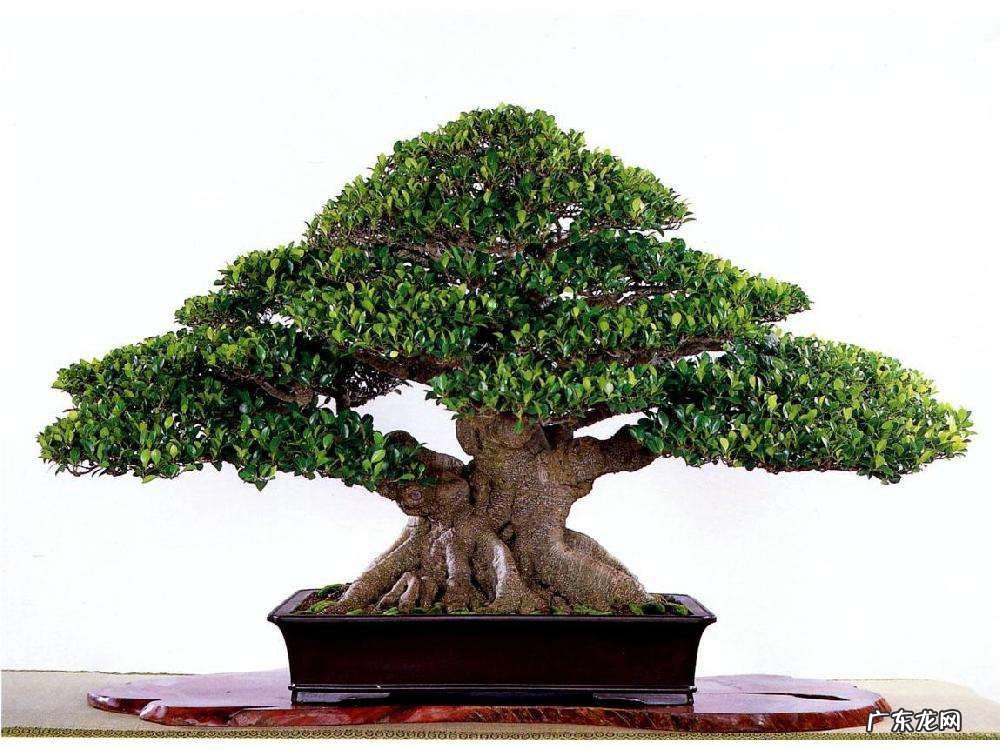 养榕树真的不吉利吗