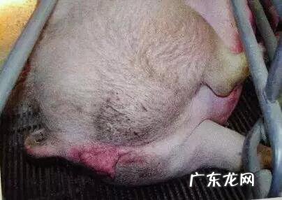 母猪临产前要做好哪些准备?