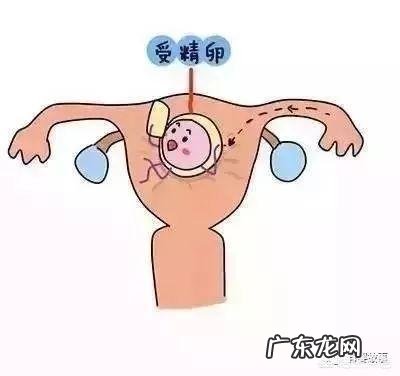 “双胞胎”胎儿是怎么形成的?