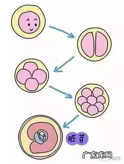 “双胞胎”胎儿是怎么形成的?