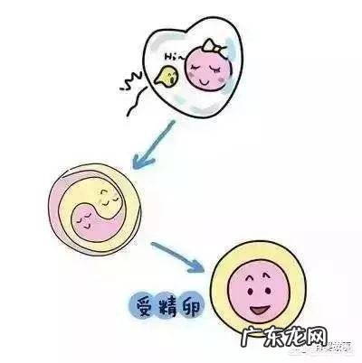 “双胞胎”胎儿是怎么形成的?