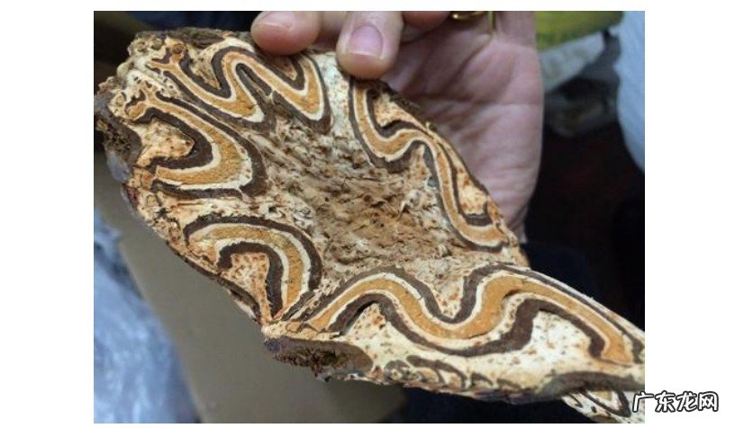 龙骨风要用什么一起泡酒