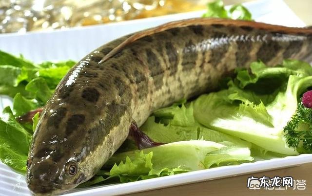 什么鱼汤最有营养?