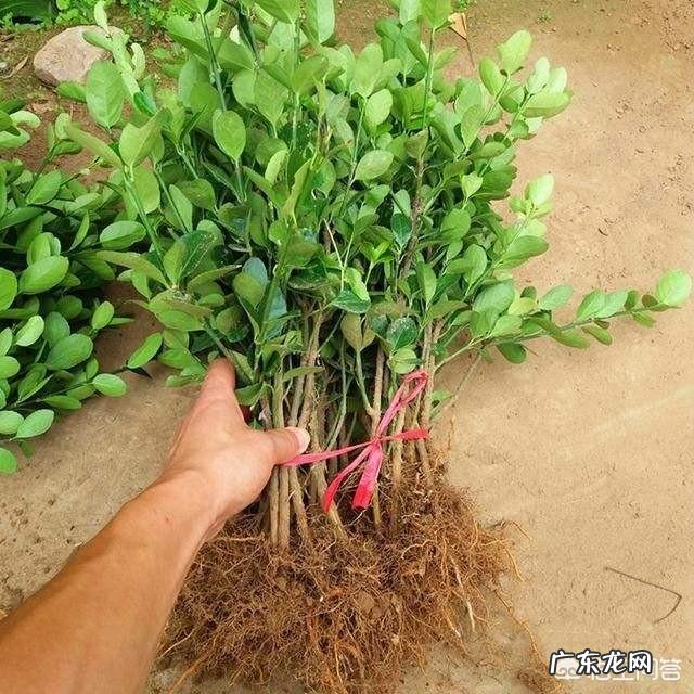 怎样才能把黄杨树做成漂亮、美观的盆景?