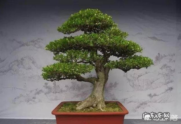 怎样才能把黄杨树做成漂亮、美观的盆景?