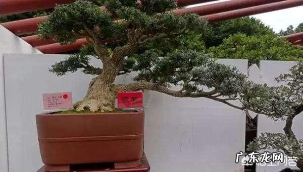 怎样才能把黄杨树做成漂亮、美观的盆景?