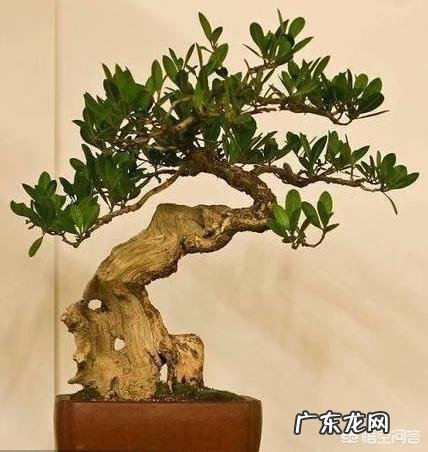 怎样才能把黄杨树做成漂亮、美观的盆景?