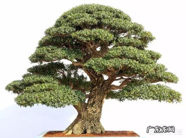 怎样才能把黄杨树做成漂亮、美观的盆景?