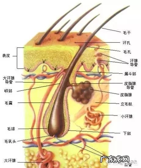 女生如何自己在家脱毛?