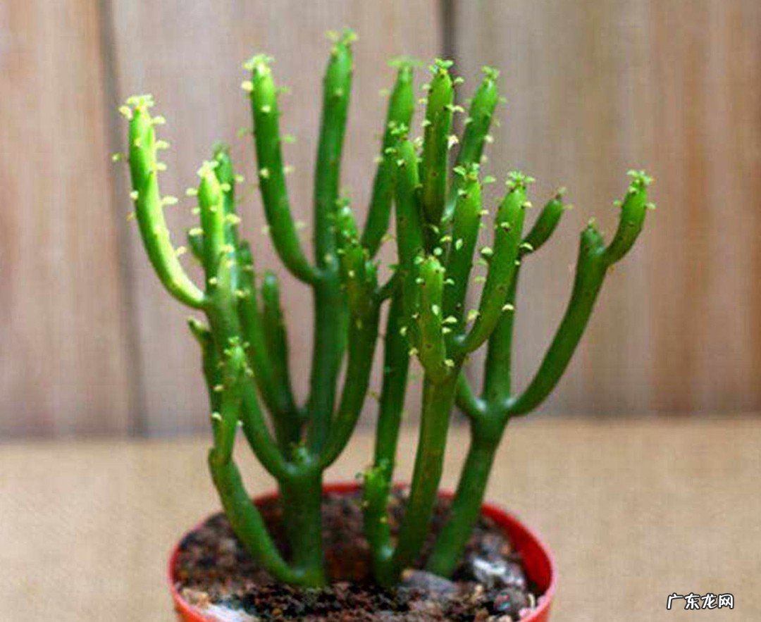 什么树没有叶子