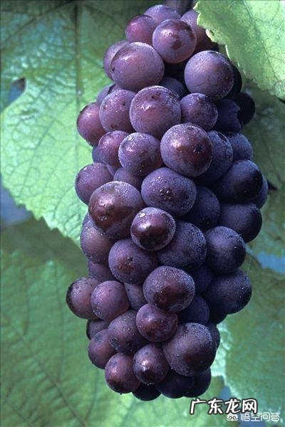 怀孕期间能吃葡萄吗?