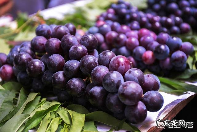 怀孕期间能吃葡萄吗？