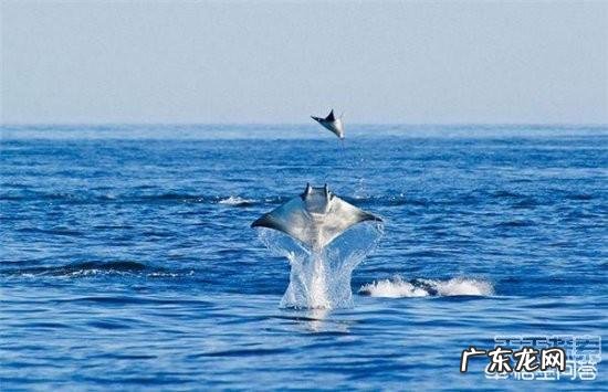 鱼为什么可以跳出水面?