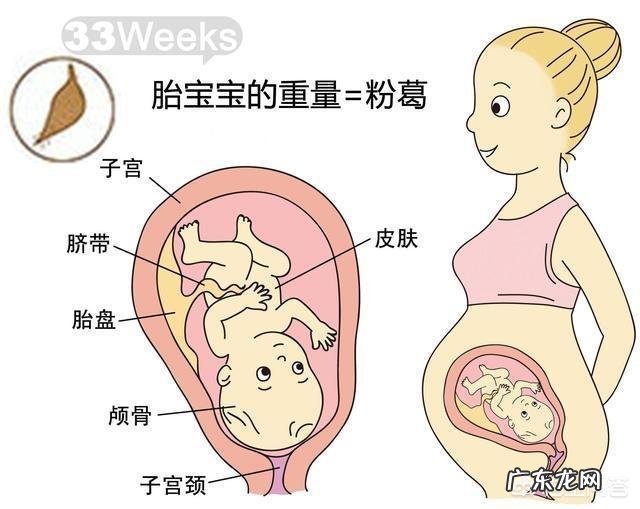胎儿1-40周的发育过程如何?