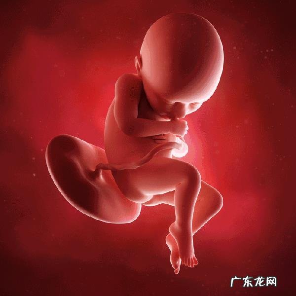 胎儿1-40周的发育过程如何?