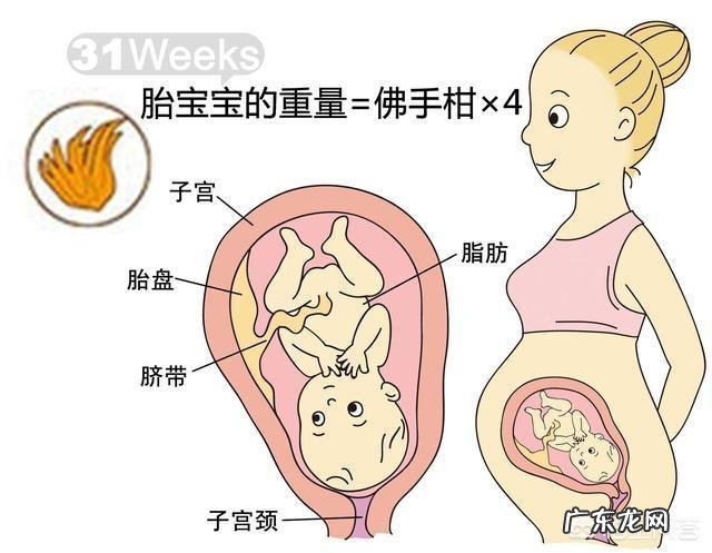 胎儿1-40周的发育过程如何?