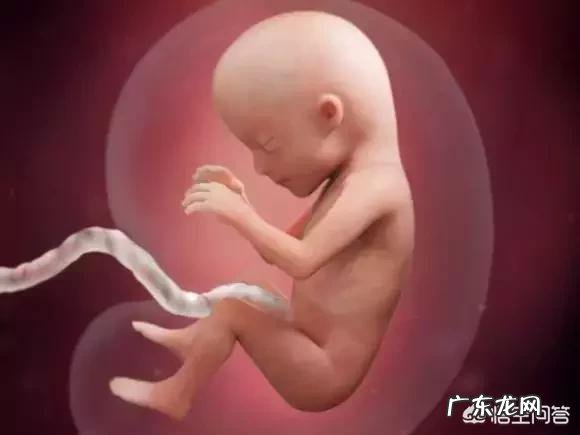 胎儿1-40周的发育过程如何?