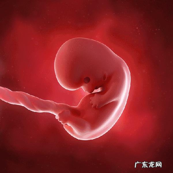 胎儿1-40周的发育过程如何?