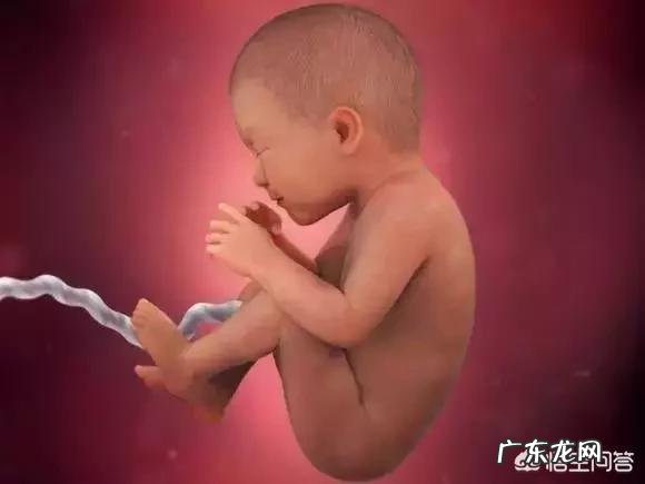 胎儿1-40周的发育过程如何?