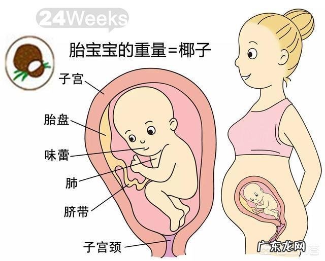 胎儿1-40周的发育过程如何?