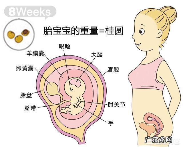 胎儿1-40周的发育过程如何？