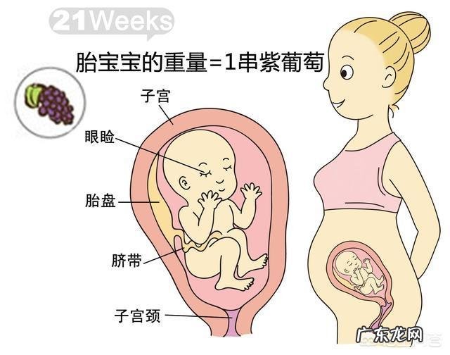 胎儿1-40周的发育过程如何?